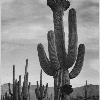 Adams - Cactus in Saguaro National Monument 2 in Arizona