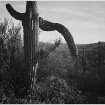 Adams - Cactus in Saguaro National Monument 3 in Arizona