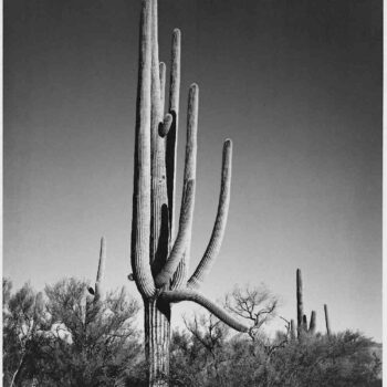 Adams - Cactus in Saguaro National Monument in Arizona