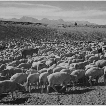 Adams - Flock in Owens Valley, 1941