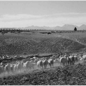 Adams - Flock in Owens Valley 2, 1941