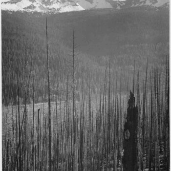 Adams - Glacier National Park Burned Area