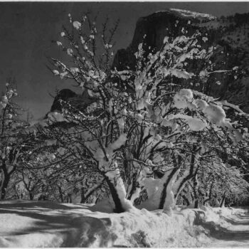 Adams - Half Dome, Apple Orchard, Yosemite