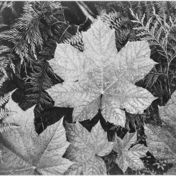 Adams - Leaves