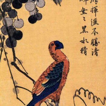 Ara on a vine by Hiroshige