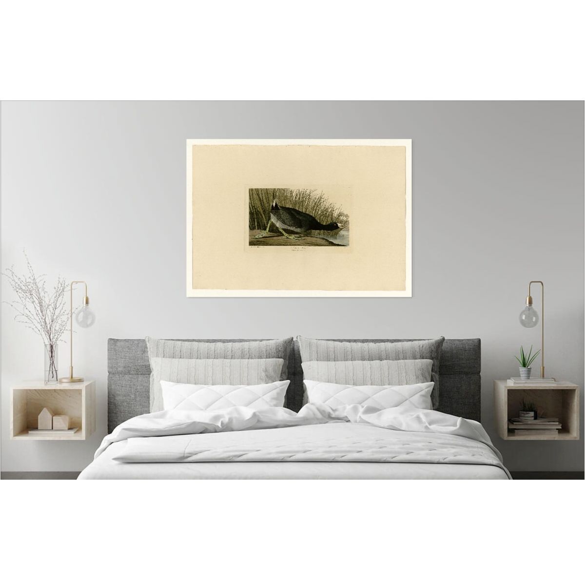 Audubon - American Coot - Plate 239 (1)