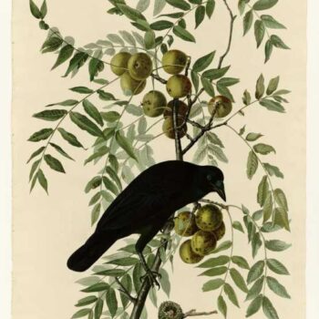 Audubon - American Crow - Plate 156