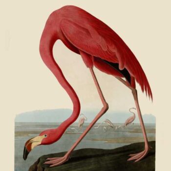 Audubon - American Flamingo