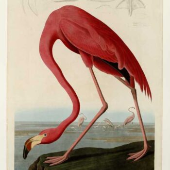 Audubon - American Flamingo - Plate 431 (original)
