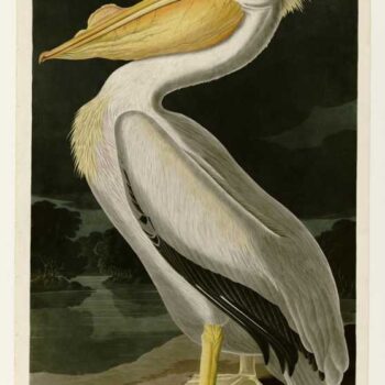Audubon - American White Pelican - Plate 311