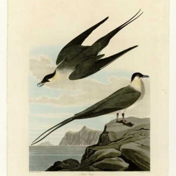 Audubon - Arctic Yager - Plate 267