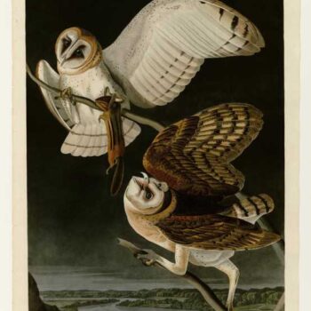 Audubon - Barn Owl - Plate 171