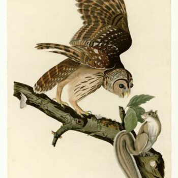 Audubon - Barred Owl - Plate 46