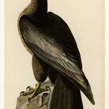 Audubon - Bird of Washington - Plate 11