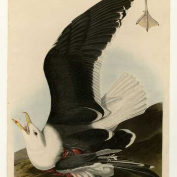 Audubon - Black Backed Gull - Plate 241