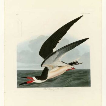 Audubon - Black Skimmer - Plate 323