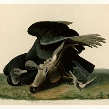 Audubon - Black Vulture - Plate 106
