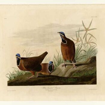 Audubon - Blue-headed Pigeon - Plate 172