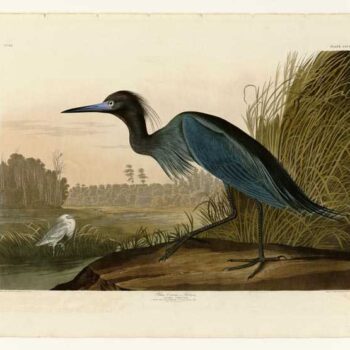 Audubon - Blue Crane - Plate 307