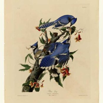 Audubon - Blue Jay - Plate 102