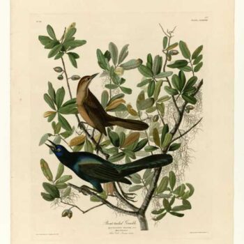 Audubon - Boat-tailed Grackle - Plate 187