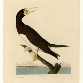 Audubon - Booby Gannet - Plate 207