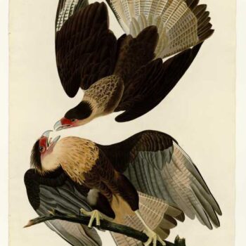 Audubon - Brazilian Caracara Eagle - Plate 161