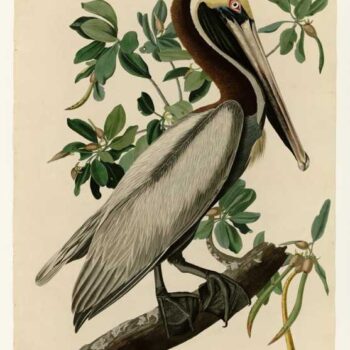 Audubon - Brown Pelican - Plate 251