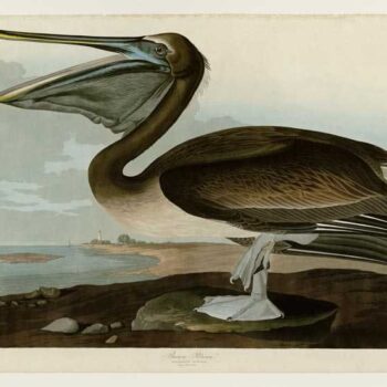 Audubon - Brown Pelican - Plate 421