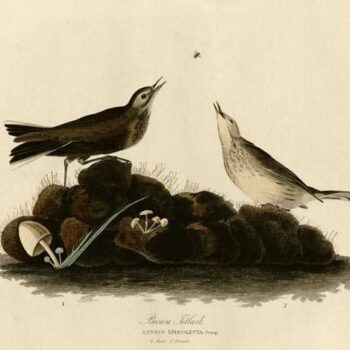 Audubon - Brown Titlark - Plate 10
