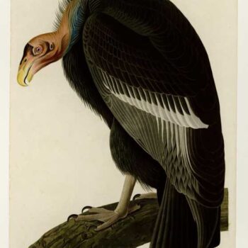Audubon - Californian Vulture - Plate 426