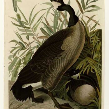 Audubon - Canada Goose - Plate 201