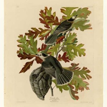 Audubon - Canada Jay - Plate 107