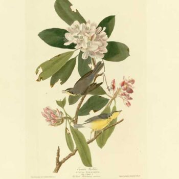 Audubon - Canada Warbler - Plate 103