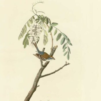 Audubon - Chipping Sparrow - Plate 104