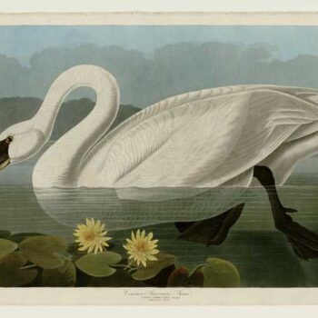 Audubon - Common American Swan - Plate 411