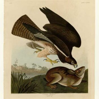 Audubon - Common Buzzard - Plate 372