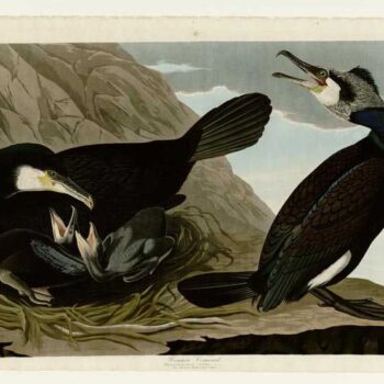 Audubon - Common Cormorant - Plate 266