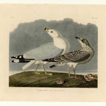 Audubon - Common Gull - Plate 212