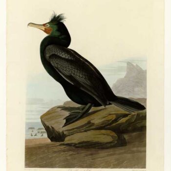 Audubon - Double-crested Cormorant - Plate 257