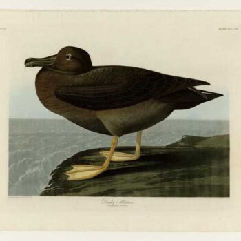 Audubon - Dusky Albatros - Plate 407