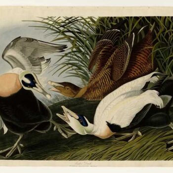 Audubon - Eider Duck - Plate 246