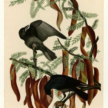 Audubon - Fish Crow - Plate 146