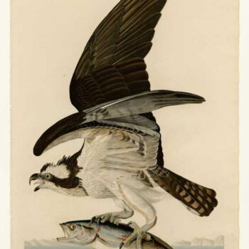 Audubon - Fish Hawk or Osprey Plate 81