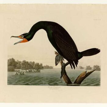 Audubon - Florida Cormorant - Plate 252