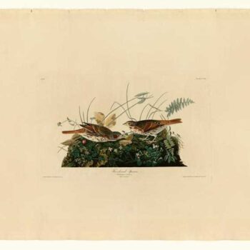 Audubon - Fox-coloured Sparrow - Plate 108