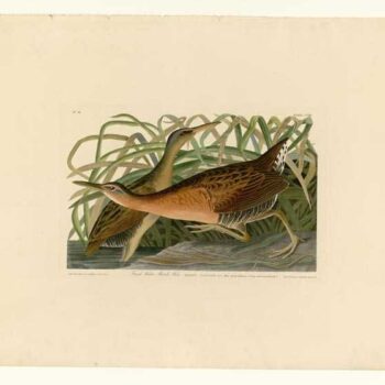 Audubon - Fresh Water Marsh Hen - Plate 203