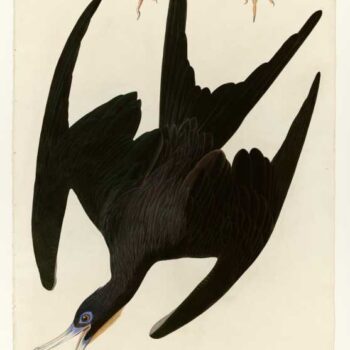 Audubon - Frigate Pelican - Plate 271