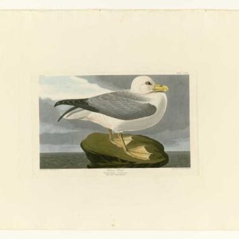 Audubon - Fulmar Petrel - Plate 264