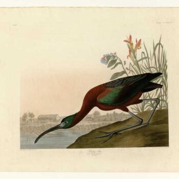 Audubon - Glossy Ibis - Plate 387